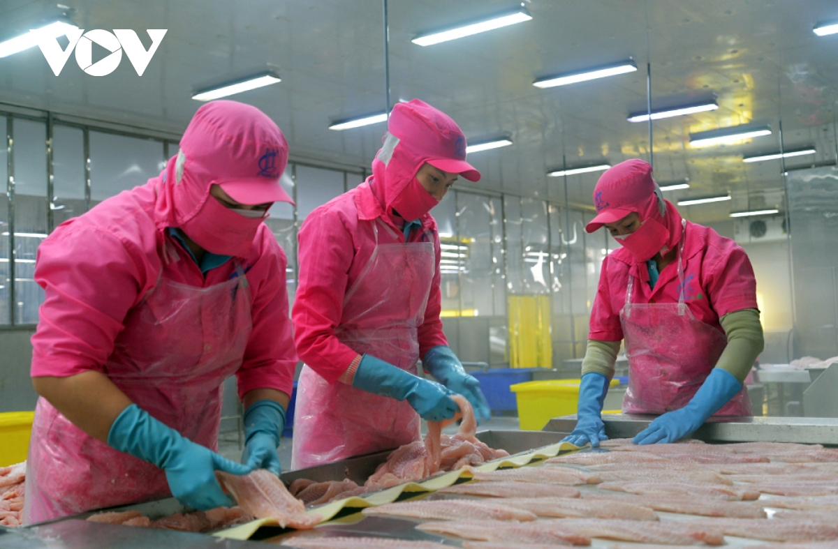 Pangasius exports bring back US$2.1 billion in 2025 amid market shifts